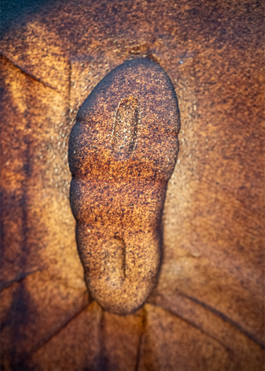 Anais Jarnoux tapissier·e